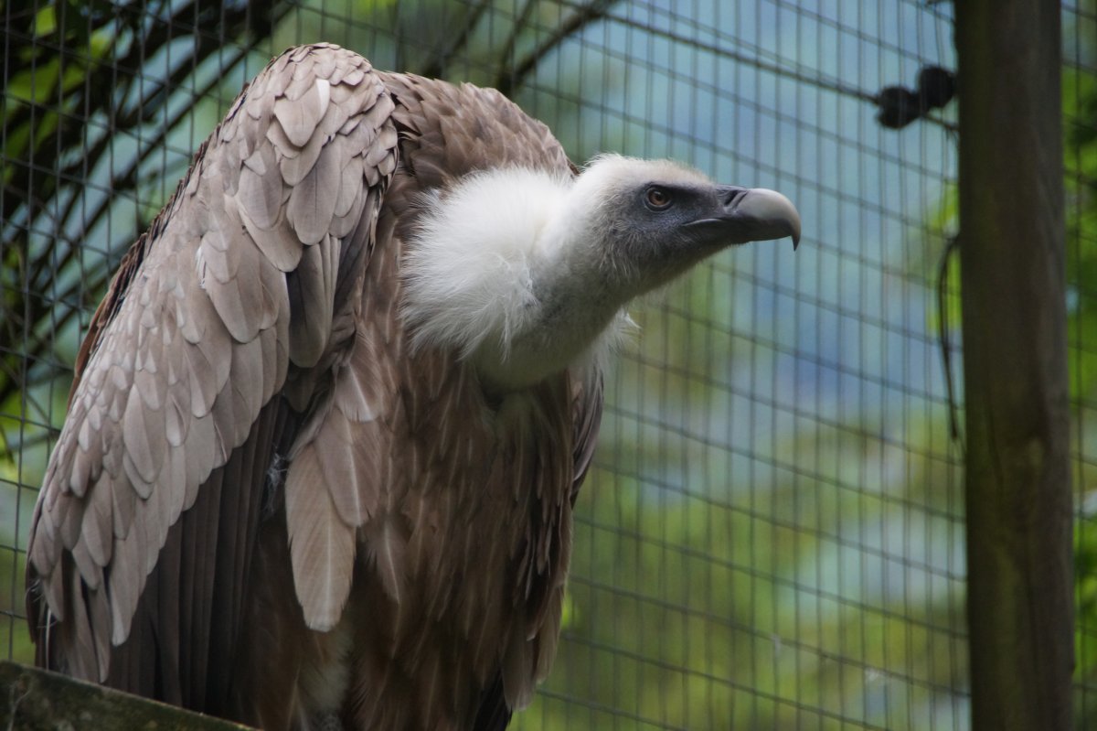 Wildpark 2019